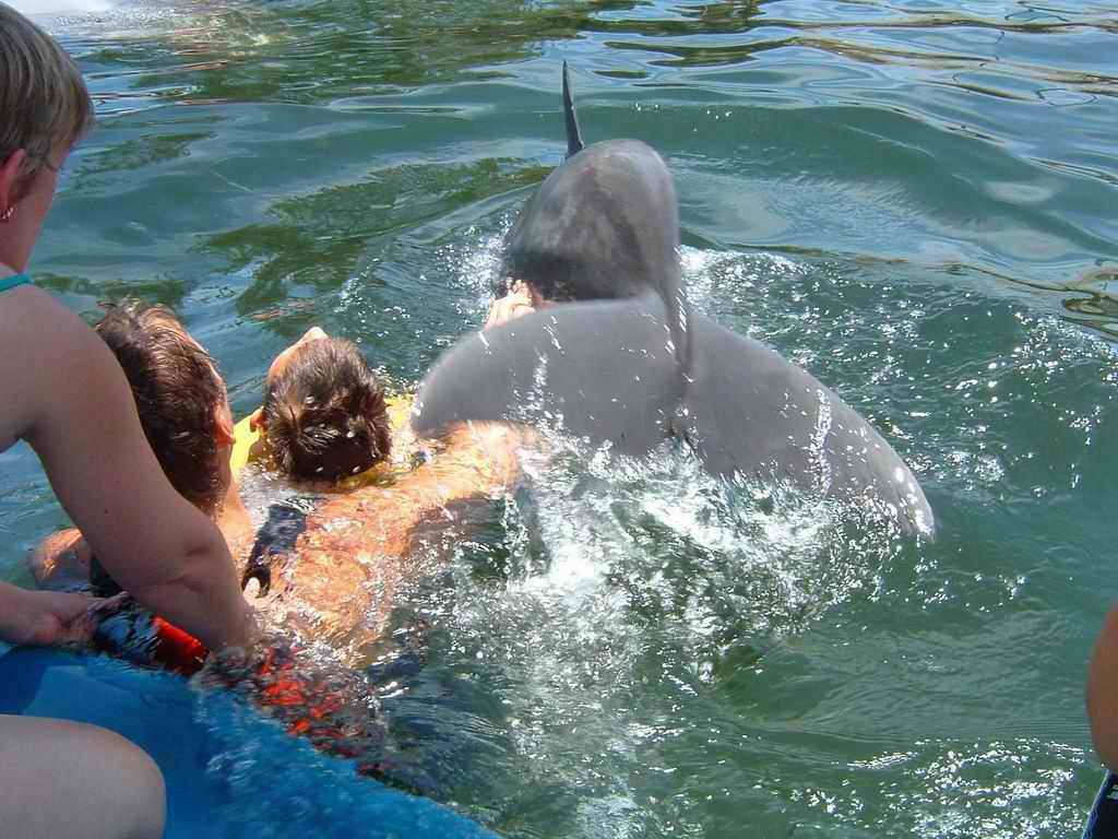 Dauphins_2003(1).jpg