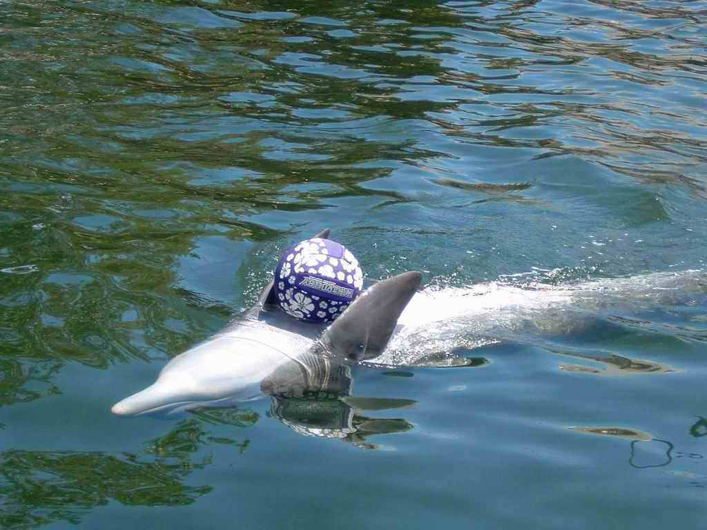 Dauphins_2003(18).jpg