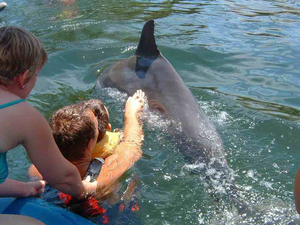 Dauphins_2003(2).jpg