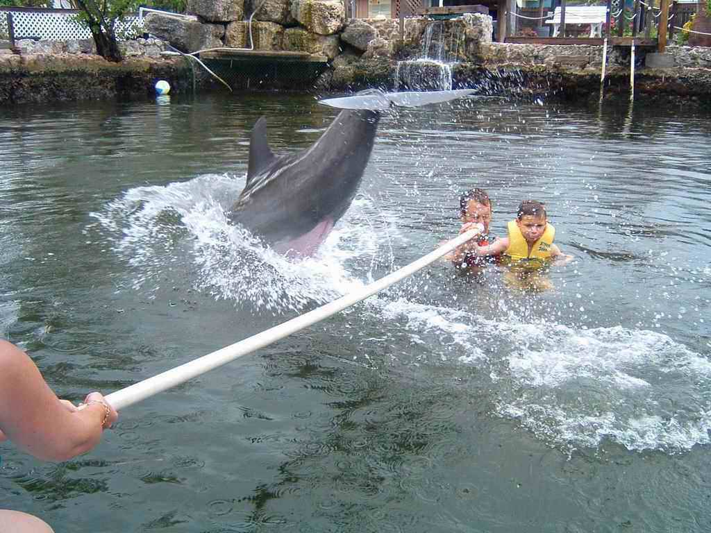 Dauphins_2003(28).jpg